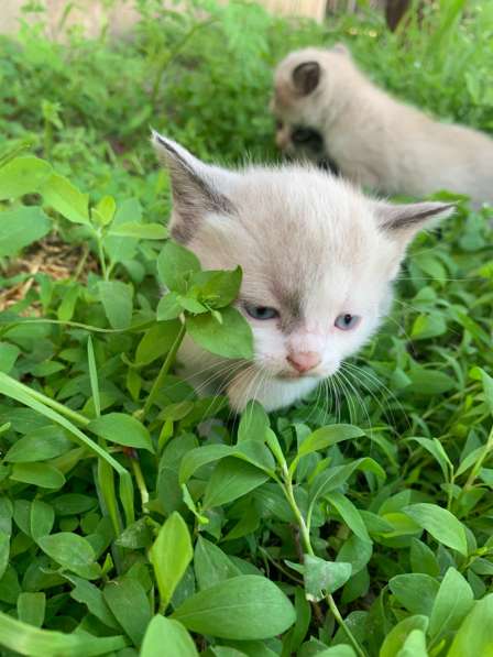 Котята в добрые руки в Пятигорске