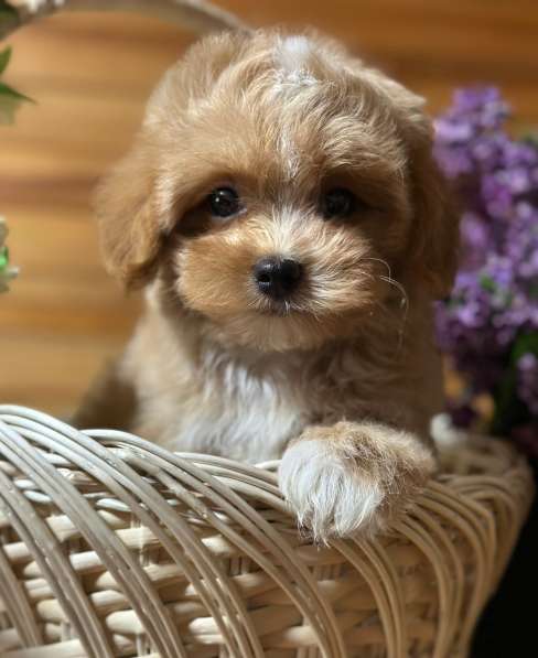 Puppies of different breeds в фото 7
