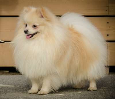 Щенок немецкого шпица