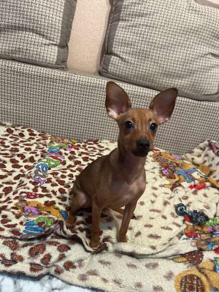 Продам Тоя Мальчика в Томске фото 4