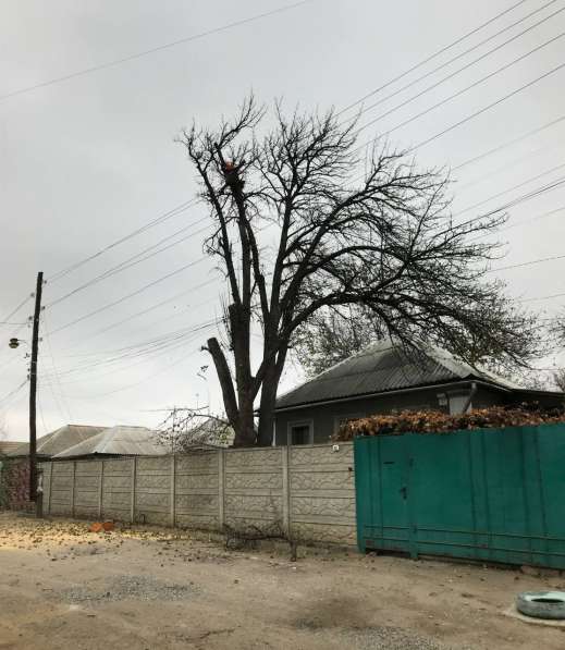 Профессиональное удаление и обрезка деревьев в ЛНР в фото 4