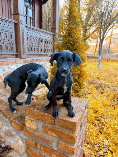Два чудесных щеночка (девочки) ищут дом! в Москве фото 4