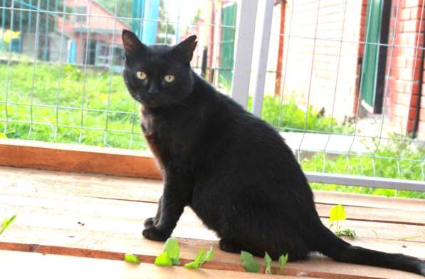 Кошка в добрые руки в Калуге фото 18