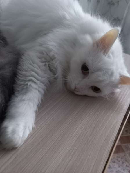 Кот сибиряк,4 года в Новосибирске фото 12