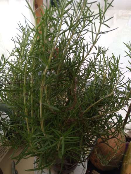 Розмарин продаю