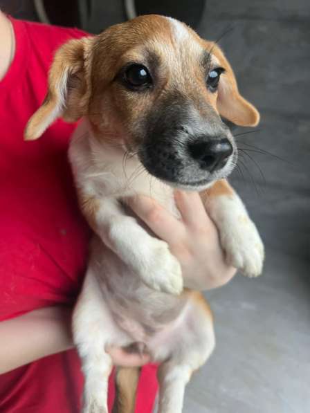 Щенок метис вельш корги и джек-рассел-терьера в Москве