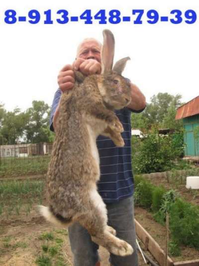 Кролики в Абакане, кролики в Саяногорске