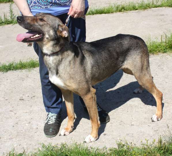 Ласковая, добрая, жизнерадостная, умненькая собака Стеша ище в Москве фото 8