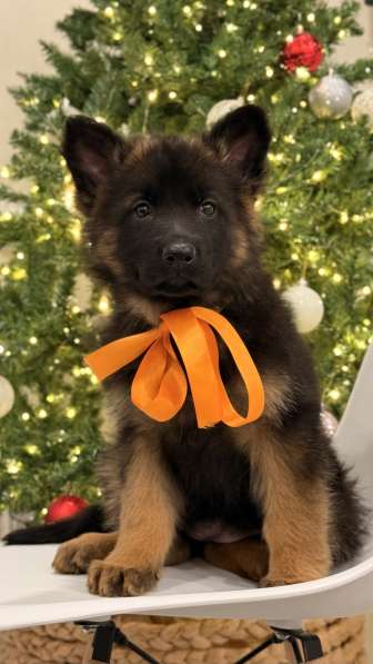 Щенки немецкой овчарки с документами, чистокровные в Москве фото 6