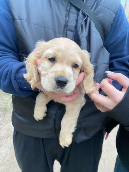 Продам Английского Кокера спаниеля в Санкт-Петербурге