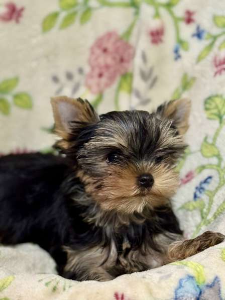 Щенки йоркширского терьера в Орле