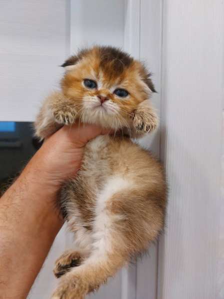 Котята на продаже