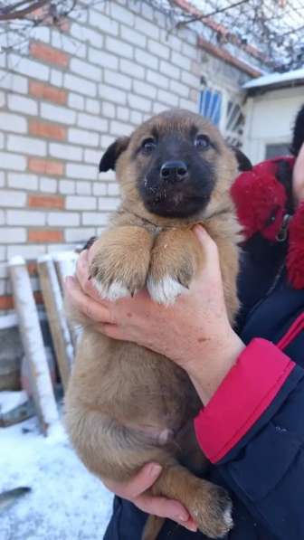 Животные в добрые руки в Волгограде