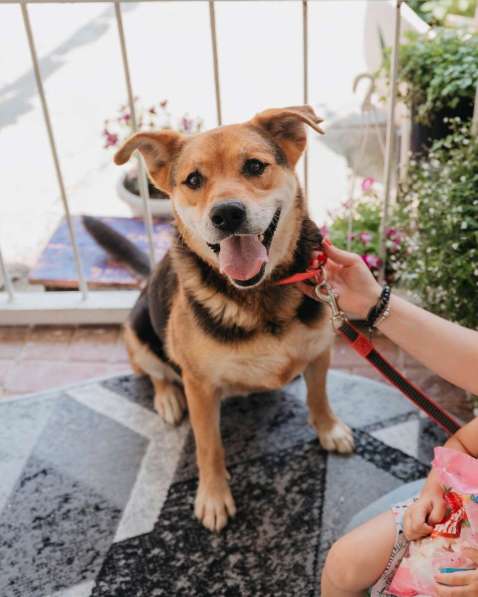 Толстушка ждёт родителей! в Москве фото 8