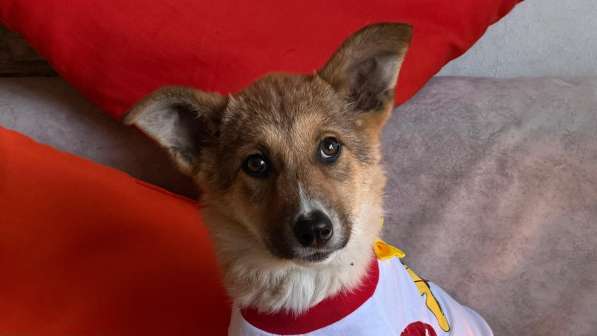 Очень красивые щенки в Санкт-Петербурге фото 6