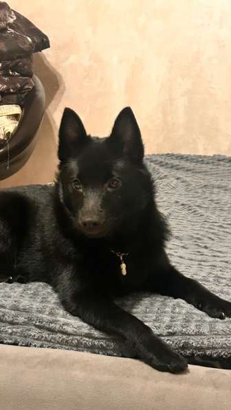 Шиперке девочка-ищу дом! в Москве