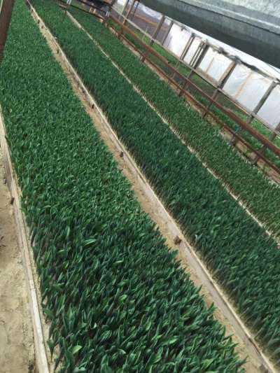 тюльпаны от производителя оптом к 8 март в Армавире
