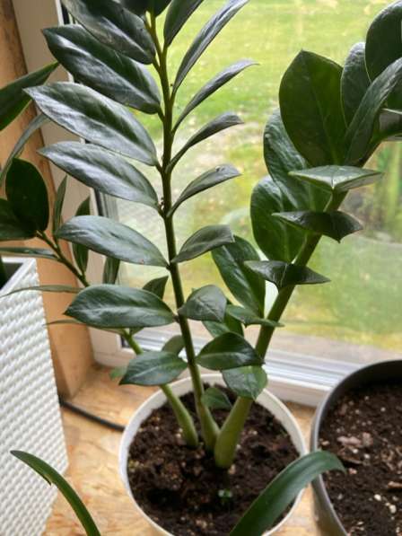 Цветы в Чехове фото 3