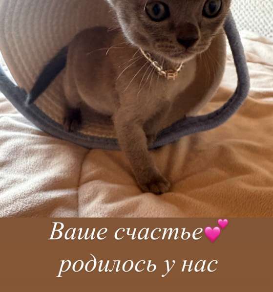 Котята Бурма в Красноярске фото 4