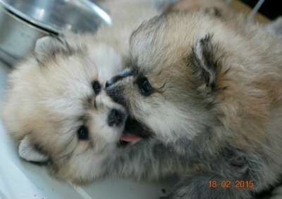 красивые щенки померанского шпица в Владикавказе фото 3
