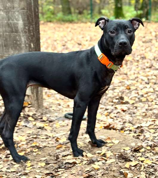 Питбуль Джуна 10 месяцев ищет дом в Москве фото 5