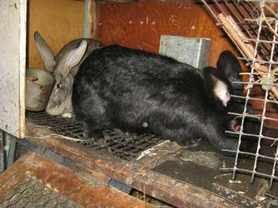 кроликов в Омске фото 5