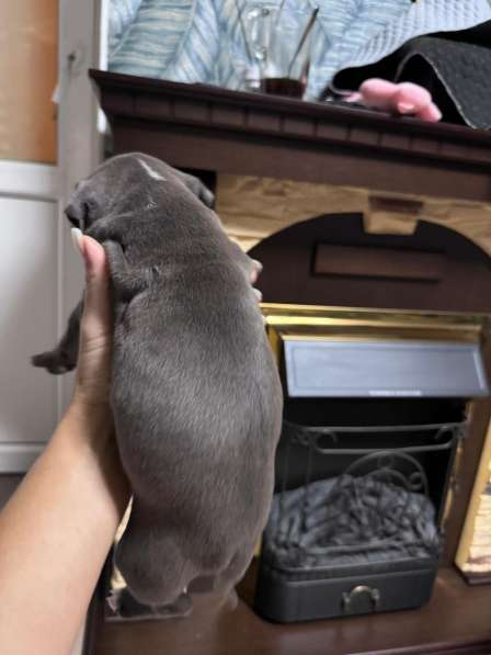 Кобели амстафф тяжёлый тип в Москве фото 6