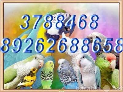 Элитпопугаи из питомника "МНП" в Москве фото 3