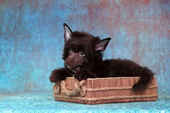 Китайская хохлатая мальчик в Москве фото 3