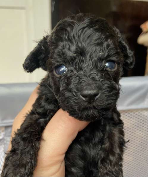 Девочка той пуделя в Костроме