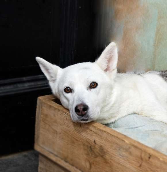 Маленькая белая собачка Белка в дар в Москве