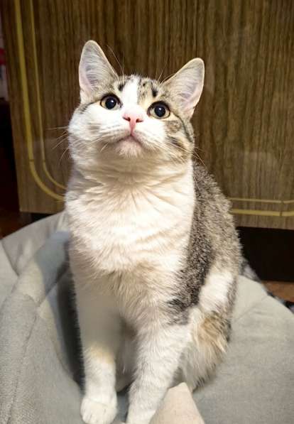 Молодая кошечка Нюша ищет семью