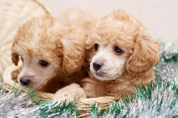 Щенки карликового пуделя в Санкт-Петербурге фото 8