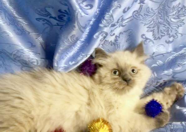 Невский маскарадный пушистик в Санкт-Петербурге фото 9