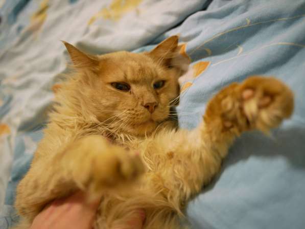 Кремовый котик Степа нуждается в любящем хозяине в фото 4