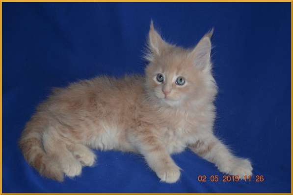 Великолепные котята мейн-кун из питомника в Волгограде фото 244