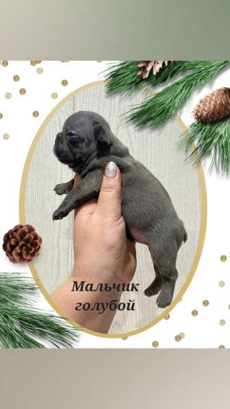 Щенки французского бульдога лилового, голубого, мерле окраса в Москве фото 13