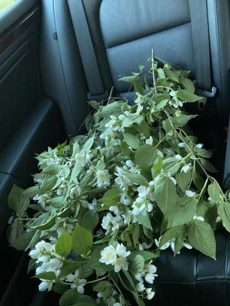 Шотландские плюшевые котята в Москве фото 11