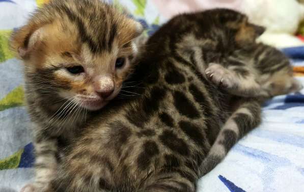 Бенгальские котята, шикарная кошечка, документы WCF, питомн в фото 35