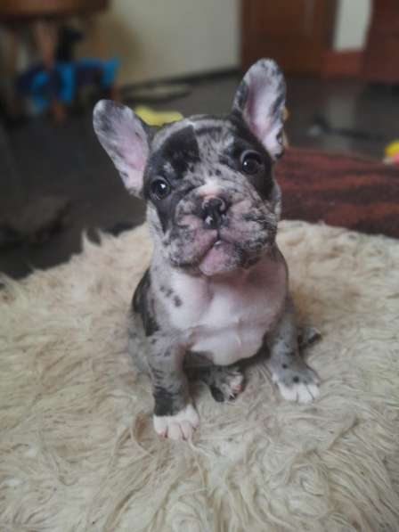 French Bulldog. Merle colour. Boy's в фото 7