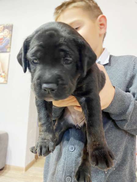 Щенки кане-корсо в Феодосии фото 15