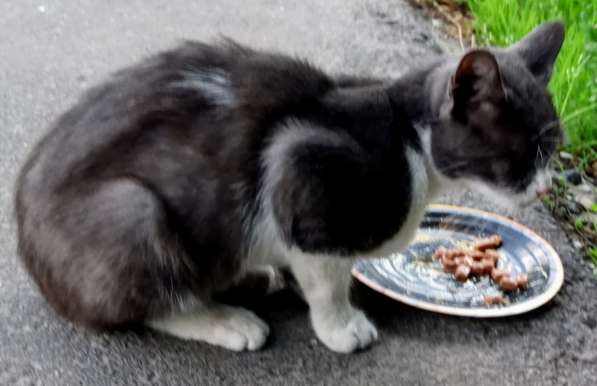 Шестимесячный котик на улице в Москве фото 4