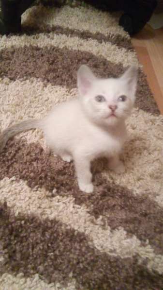 Отдам сибирского котенка в Красноярске фото 4