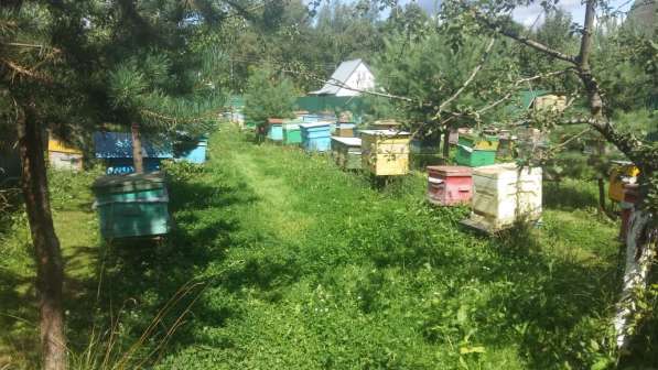 Пчелопакеты Пчелы Пчелосемьи в Москве фото 3