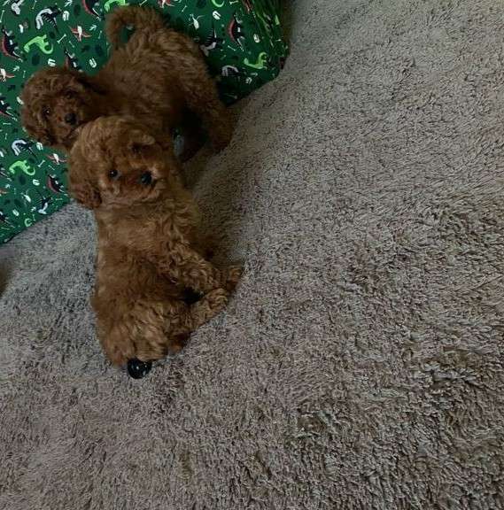 Poodle. Red boy's and girl's в 