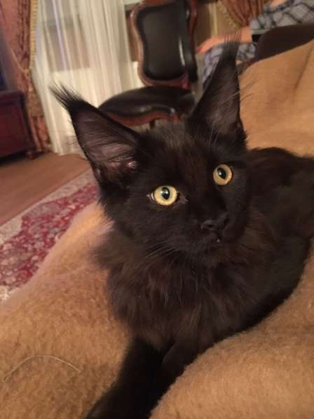 Котята мейн-куна в Калуге фото 9