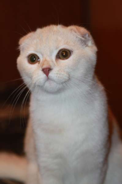 Шотландские котики фолд и страйт в Москве фото 5