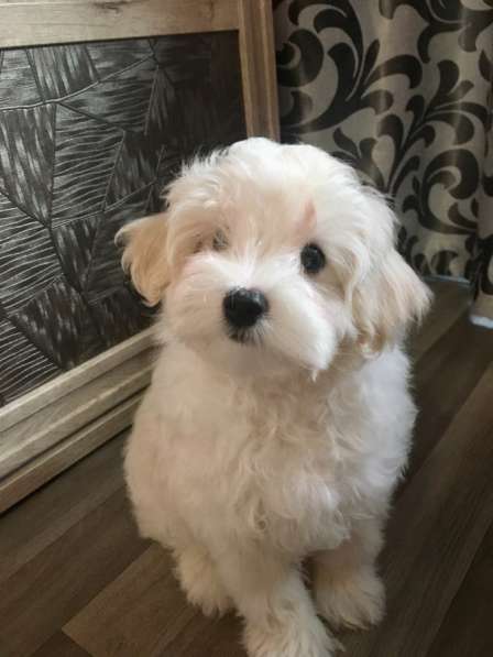 Мальтипу в Вышний Волочек фото 4