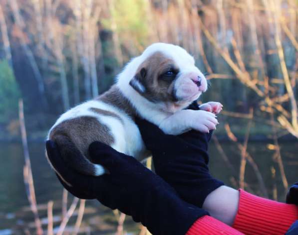 Американские бульдоги в Москве фото 15