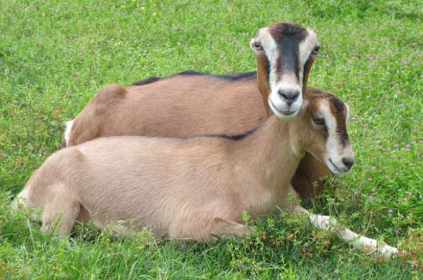 Племенные козы Ламанча (Скот из Европы класса Элита и Элита)
